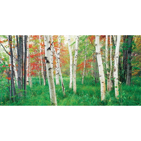 Biggies Aspen Grove Photograph Wall Mural, Medium