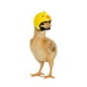 thumbnail image 1 of Gorro de pollo, gorro de seguridad para pollo, gorro para mascotas, gorro de protección para la cabeza, gorro de pollo, pájaro, disfraces de juguete, Amarillo Fernando Sombrero De Pollo, 1 of 8