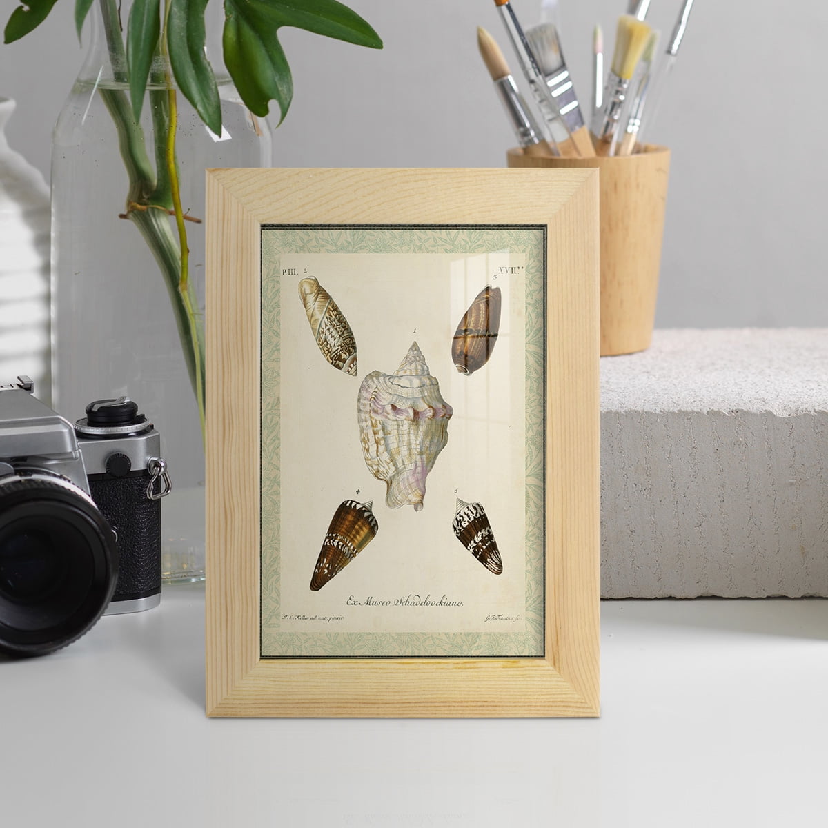 Bookplate Shells IV - Framed Print w/glass - Natural Wood