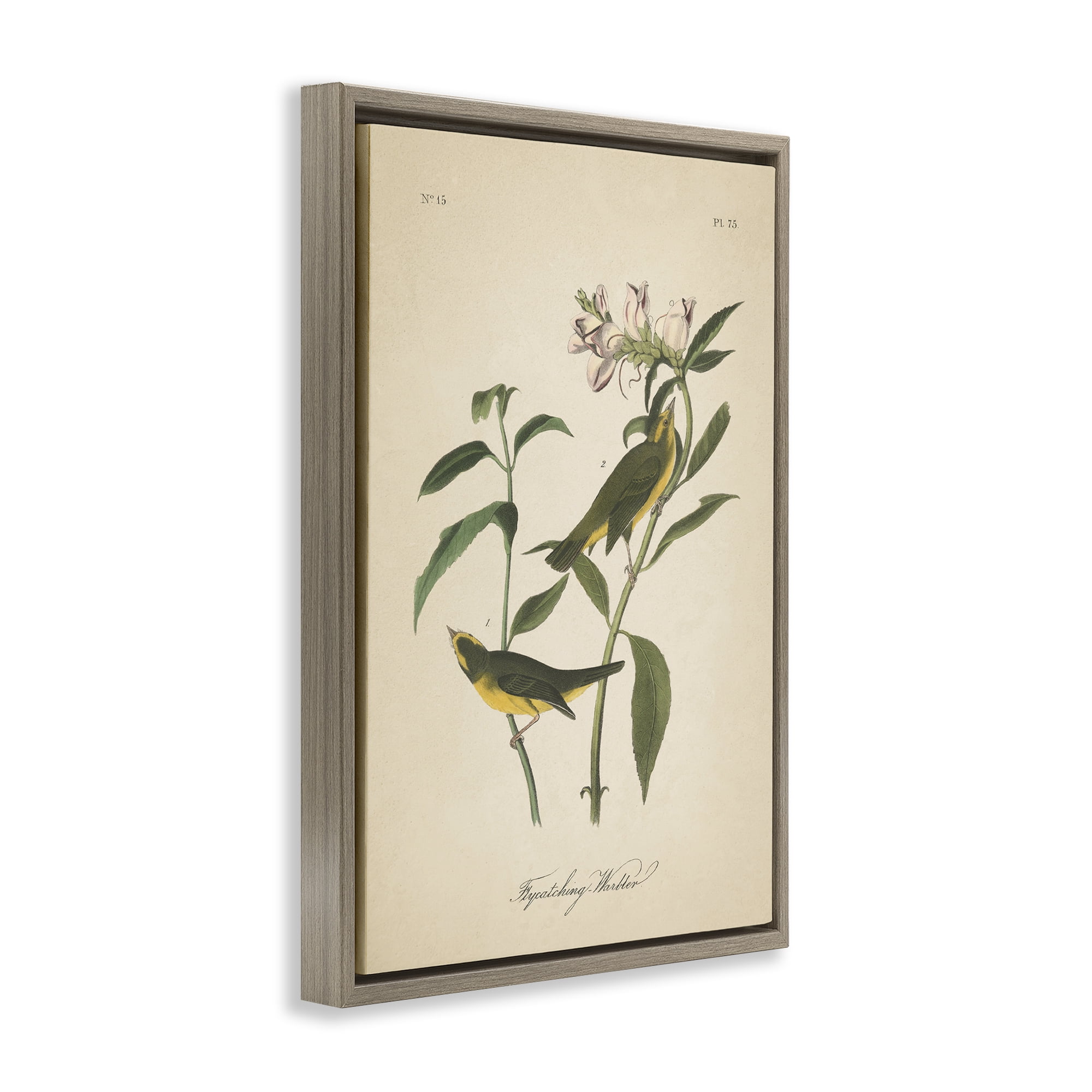 Stupell Industries Vintage Warbler Diagram Animals & Insects Painting Brown Floater Framed Canvas Art Print Wall Art, 17 x 25