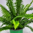 thumbnail image 3 of Tropical Plants of Florida 15" to 18" Green Kimberly Queen Fern Houseplant; Partial Sunlight, 3 of 4