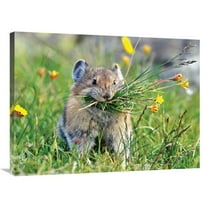Global Gallery GCS-486599-36-142 36 in. Pika Art Print - Vic Schendel