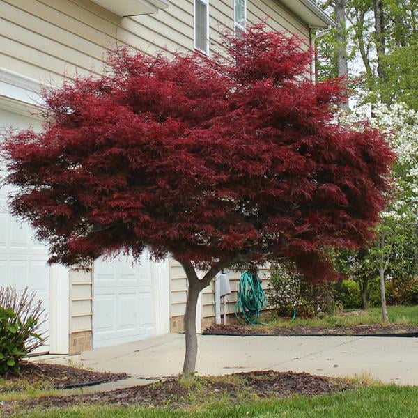 Bloodgood Japanese Maple Tree - Walmart.com - Walmart.com