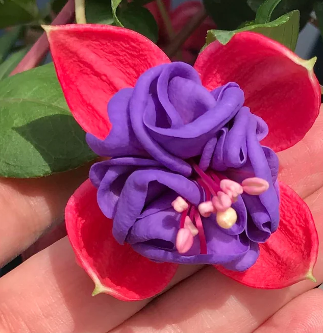 Fuchsia Dark Eyes Plants Live, Purple Pink Flower Fuchsia Plant, 4 to 6 Inches Tall, No Potted, Indoor Outdoor Gardening