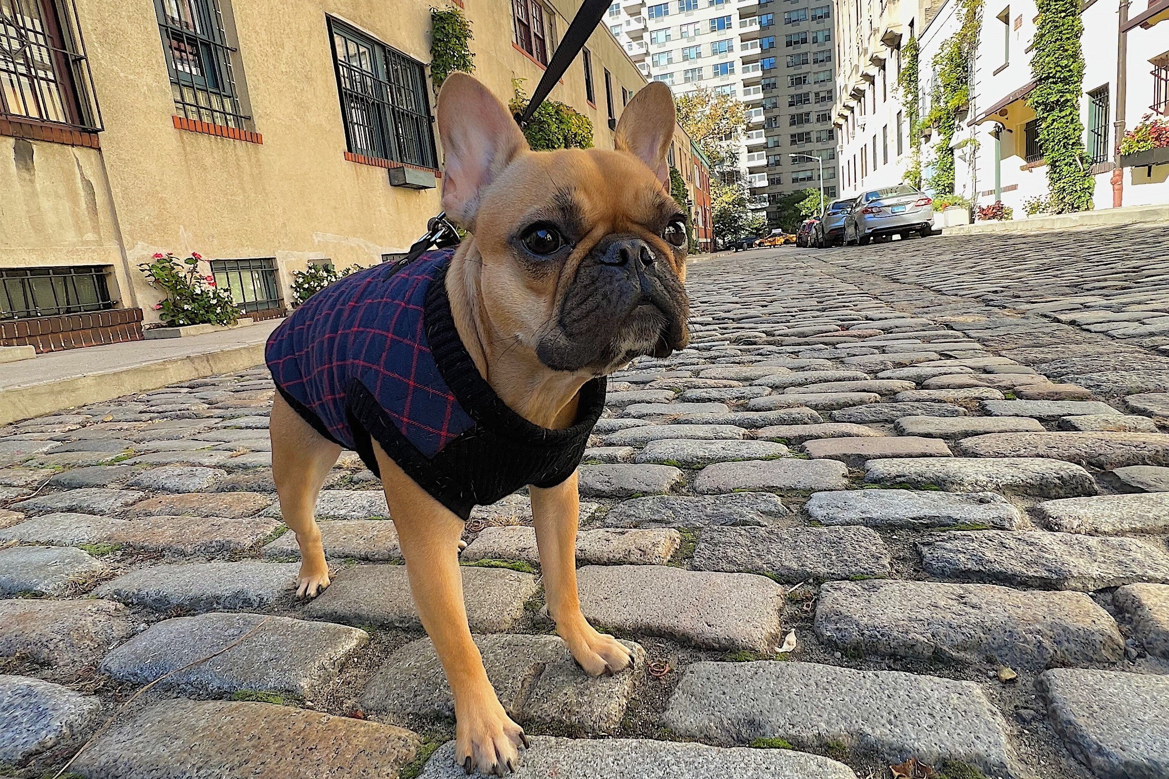 Barbour dog best sale coat french bulldog