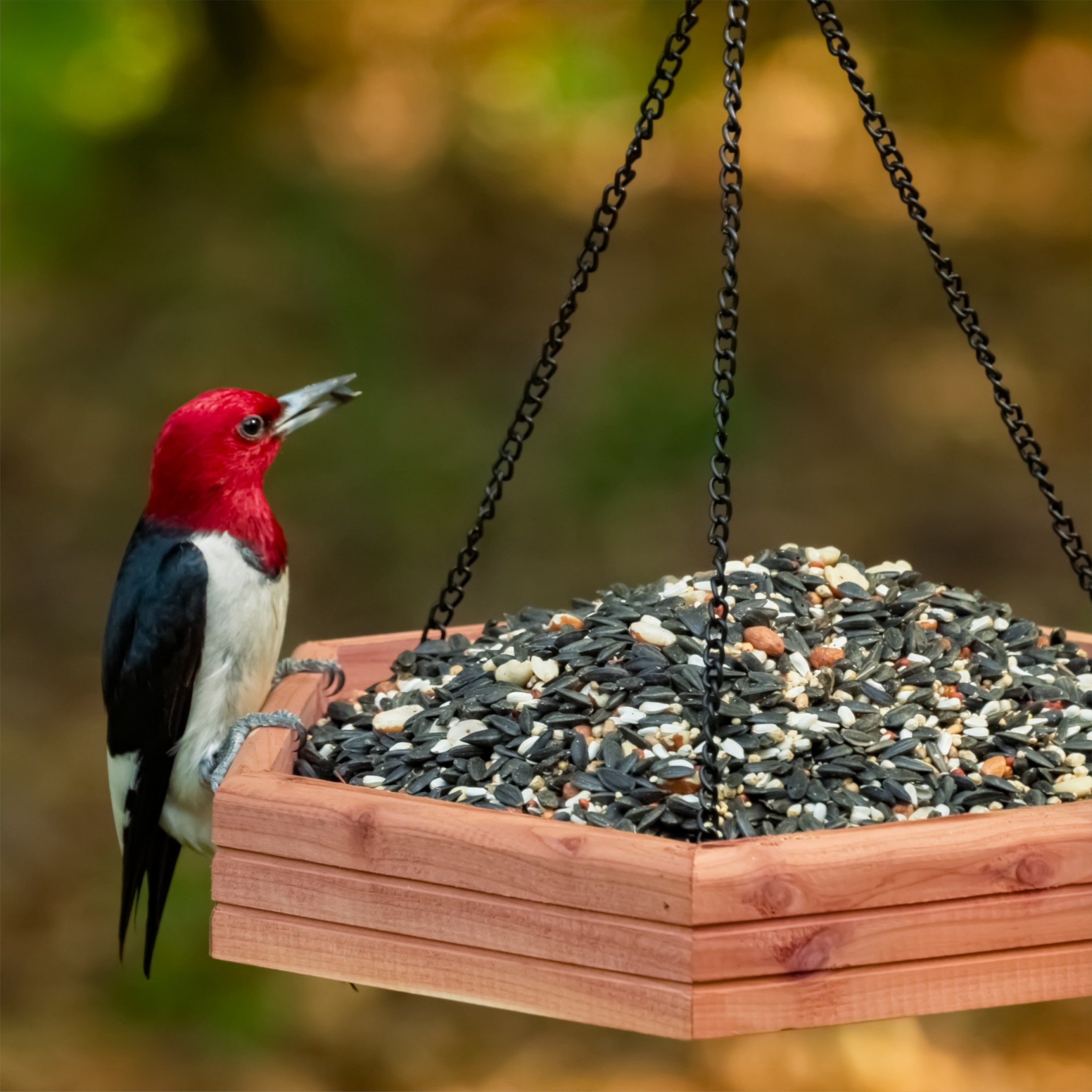 Pennington Cedar 2-in-1 Wild Bird Bath and Feeder, 4 Lb photo 3