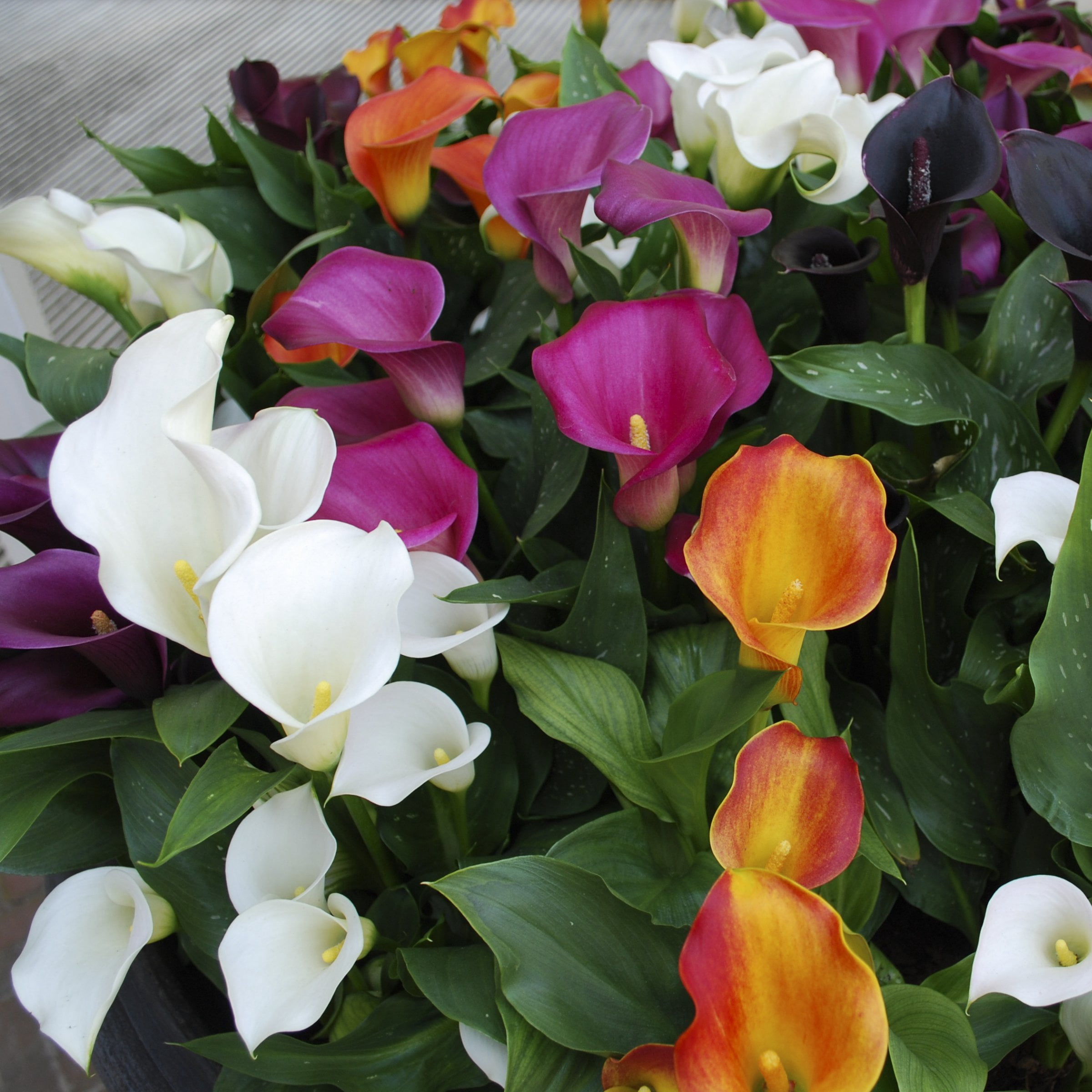National Plant Network Calla Lily Mixed Bulbs (3-Pack)