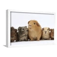 thumbnail image 5 of Mother Guinea Pig and Four Baby Guinea Pigs, Each a Different Colour, Framed Art Print Wall Art by Mark Taylor Sold by Art.Com, 5 of 6