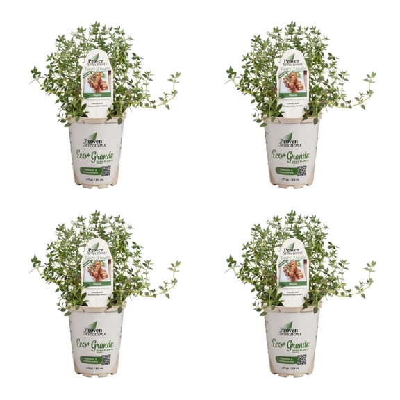 Proven Winners 4" Proven Selections Aromatic Thyme Thyme Live Herb Plant in 4.25" Pot (4 Count)