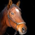 thumbnail image 1 of Horse Beauty - DIY Diamond Painting, 1 of 6