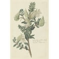 thumbnail image 3 of Robert Jacob Gordon 17x24 Black Modern Framed Museum Art Print Titled - Asclepias Cancellata or Gomphocarpus Cancellatus Burm.F. Bruyns (Cape or Cotton Milkweed) (C. 1779 - 1780), 3 of 5