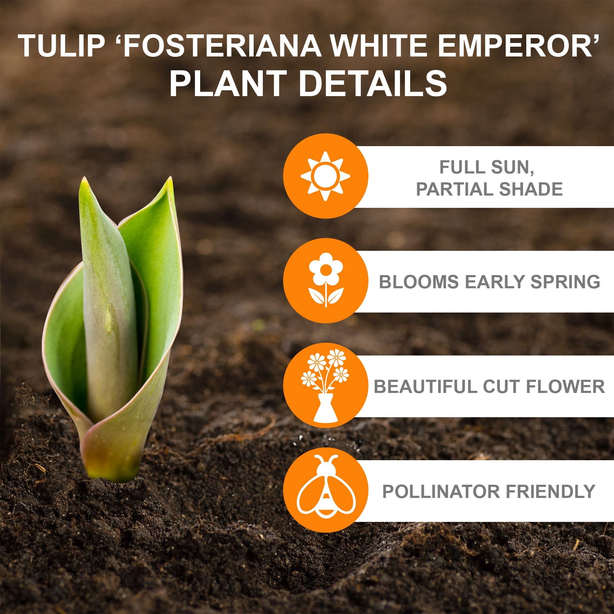 Garden State Bulb Fosteriana White Emperor Tulip Flower Bulbs, 12/+ cm (Bag of 25)