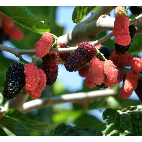 Illinois Everbearing Mulberry Tree Live Plant, 5 to 8 Inch Tall, Sweet Mulberry Plant Live Seedling, No Pot, Edible Mulberries Fruit Tree Plant