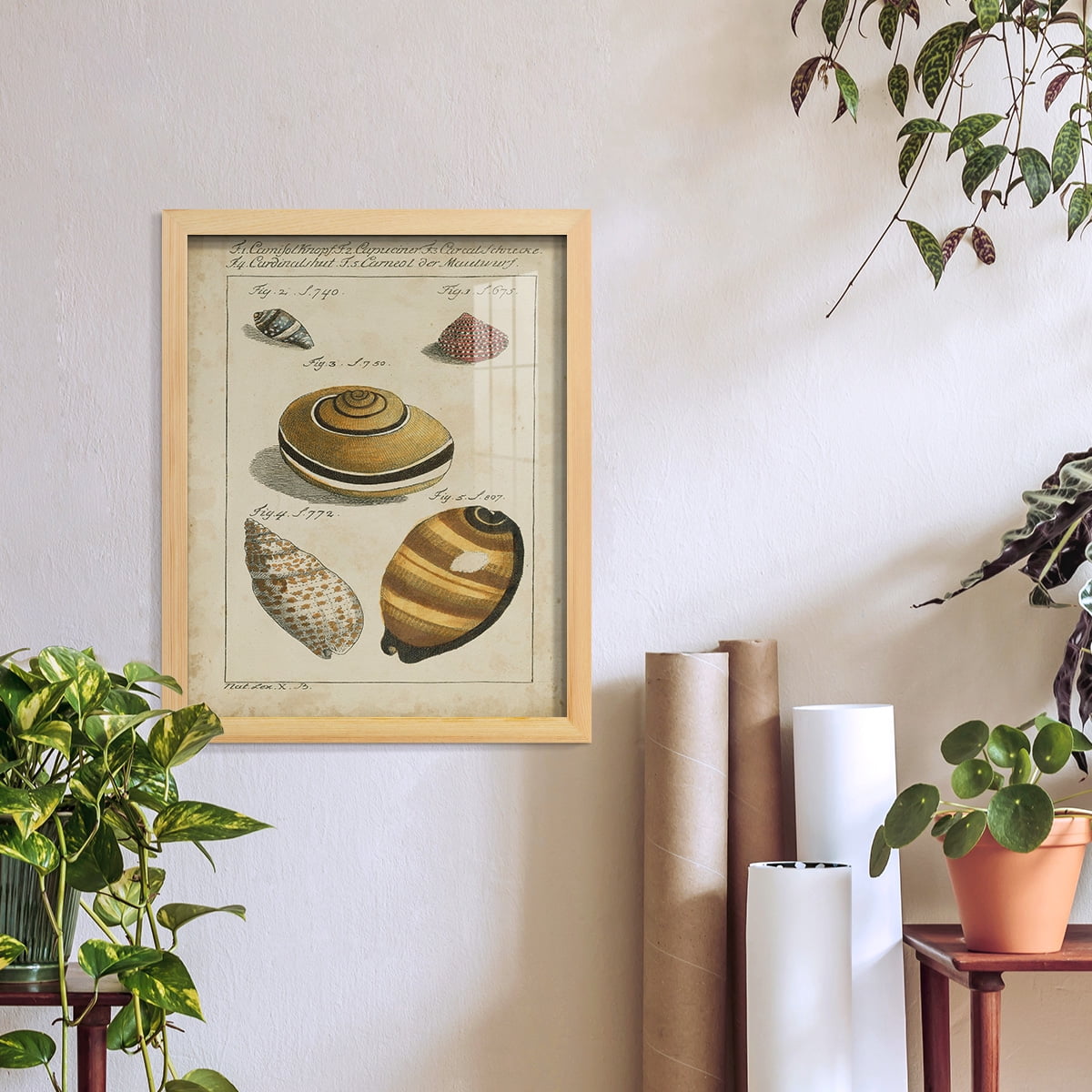Vintage Shell Study IV -Framed Print w/glass-Natural Wood