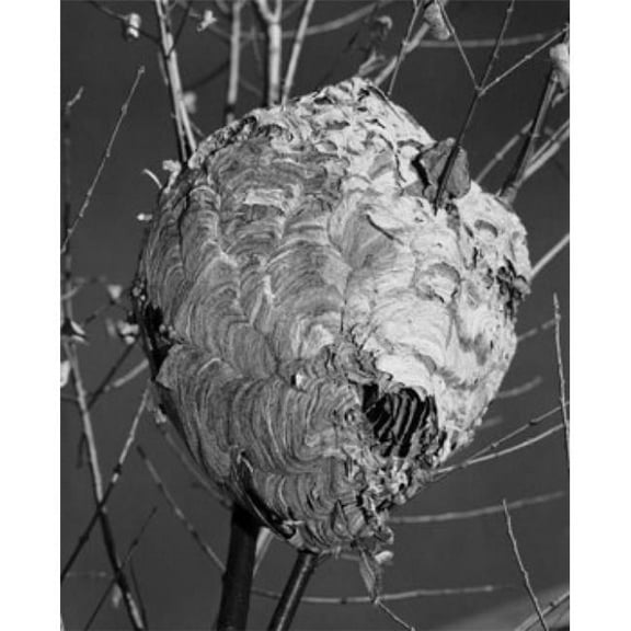 Close-Up of A Hornets Nest On A Bare Tree Poster Print - 18 x 24