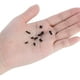 thumbnail image 4 of Juego de tornillos de cabeza avellanada de acero inoxidable, 450 piezas M2/M2.5/M3, tornillos Phillips planos, mini tornillos roscados de precisión para computadoras y aplicaciones, 4 of 8