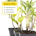 thumbnail image 4 of 1 Mediterranean Chef's Herb Plant Trio: Live Aromatic Culinary Herbs in 3.5" Cubes | Garden-Ready Bay Laurel, Rosemary & Sage Plants with Fresh Savory Flavor for Cooking, Containers & Home Gardens, 4 of 7