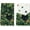 Green, variant on Clover Black Cat St. Patrick''s Day Kitchen Towels Dish Towels, 18x26 Inch Farmhouse Holiday Spring Decoration Hand Towels Set of 2