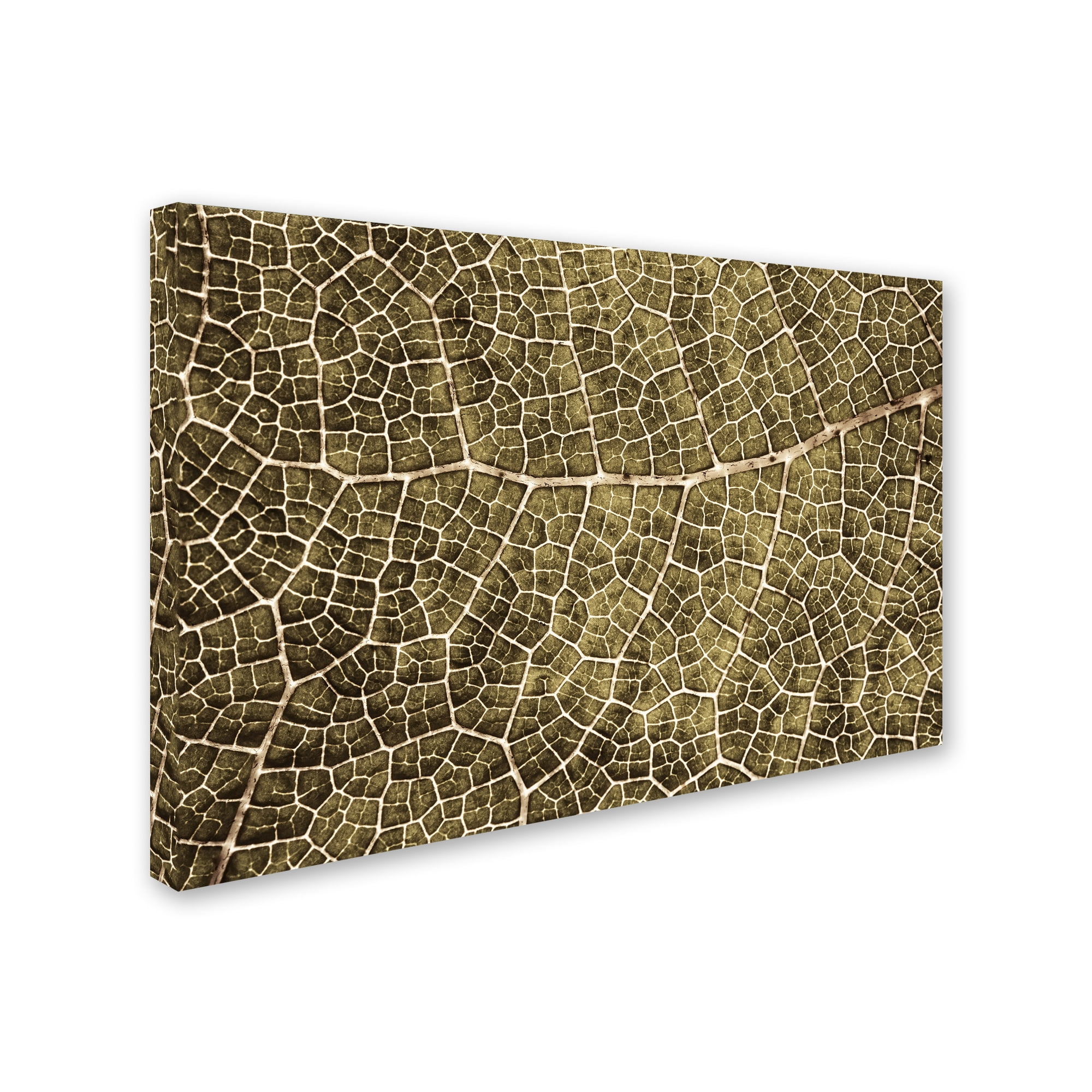 Trademark Fine Art 'Sepia Leaf Texture' Canvas Art by Cora Niele
