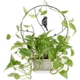 thumbnail image 3 of kurtrusly Plants Climbing Holder Rack Potted Flower Decorative Rack Sturdy Durable Plant Support Black 30cm, 3 of 9