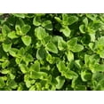 thumbnail image 2 of Oregano Vulgare Herb Seeds/ Perennial/Full Sun/8K Seeds 1/2 Gram/Zellajake Farm and Garden - B193, 2 of 5
