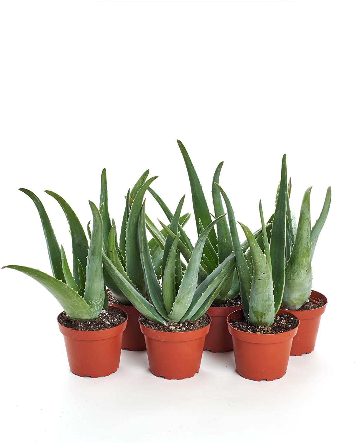 Air Purifying Live Aloe Vera 4&quot; House Plant Medicinal