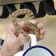 thumbnail image 5 of Paquete de 6 mosquetones con clip anillos en D ligeros recreación al aire libre para caza, 5 of 9