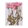 thumbnail image 2 of 12 piezas múltiples flores secas prensadas reales, ramas de flores de crisantemo, para manualidades de bricolaje, scrapboking, decoración de tarjetas rosado Baoblaze Flores secas prensadas reales, 2 of 8