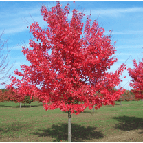 Red Maple Tree Hardy Maple Plant 6-12 Inch Tall 2.5 Inch Pot