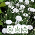 thumbnail image 5 of Organic Way White Cornflower Whole (Centaurea Cyanus) - European Wild-Harvest | Organic & Kosher Certified | Vegan, Non GMO & Gluten Free | USDA Certified | Origin - Albania (1/4 lbs / 4 oz), 5 of 6