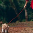 thumbnail image 2 of OUNONA Elastic Dog Leash with Quick Release Comfortable Grip Long Durable Dog Training Lead Red, 2 of 8