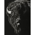 thumbnail image 3 of Chapman, Julie T. 12x14 Black Modern Framed Museum Art Print Titled - Wild Scratchboard IV, 3 of 5