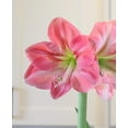 thumbnail image 2 of Candy Floss® Symphony Amaryllis, 2 of 2