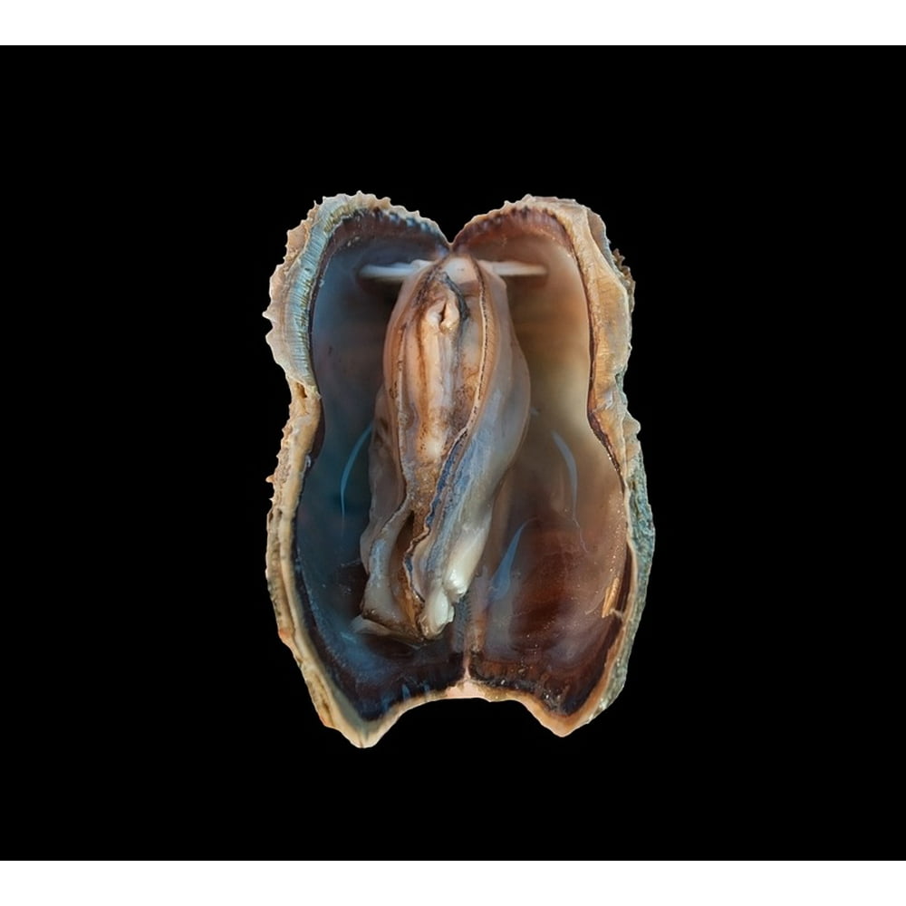 Mollusc Turkey Wing Ark Clam Arca Zebra Bivalve-20 Inch By ...