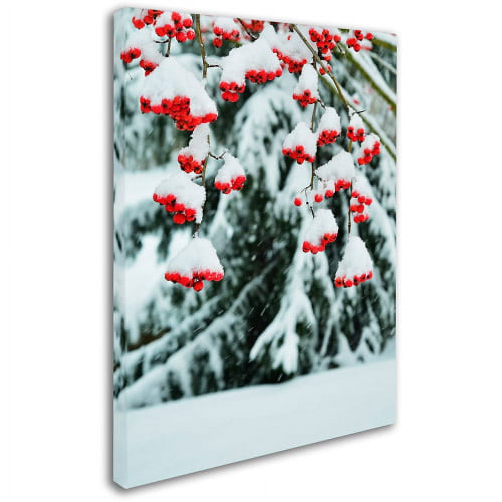 Trademark Fine Art "Winter Berries and Pine" Canvas Art by Kurt Shaffer