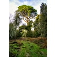 thumbnail image 2 of Molinari, Michele 11x14 Gold Ornate Wood Framed with Double Matting Museum Art Print Titled - Italy-Riserva Naturale di Massaciuccoli San Rossore-protected coastal forest in Tuscany, 2 of 4