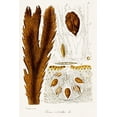 thumbnail image 2 of Unknown 11x14 Gold Ornate Wood Framed with Double Matting Museum Art Print Titled - Seaweed Illustration II, 2 of 4