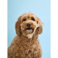 thumbnail image 6 of BetterBone Soft Classic, Mini, 6 of 6