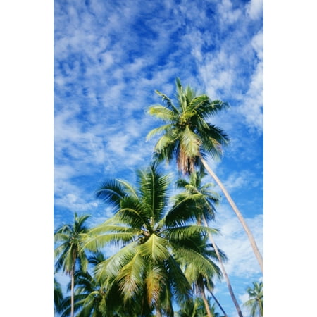 Hawaii Tall Palm Trees Against Bright Blue Sky And Clouds Canvas Art - Peter Stone Design Pics (12 x 19)