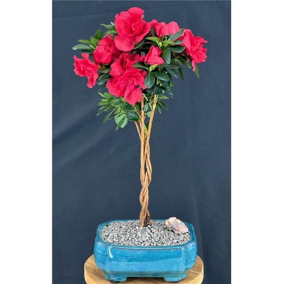 Bonsai Boy of   York b2096 13-14 in. Azalea Keepsake Braided Flowering Red Bonsai Tree