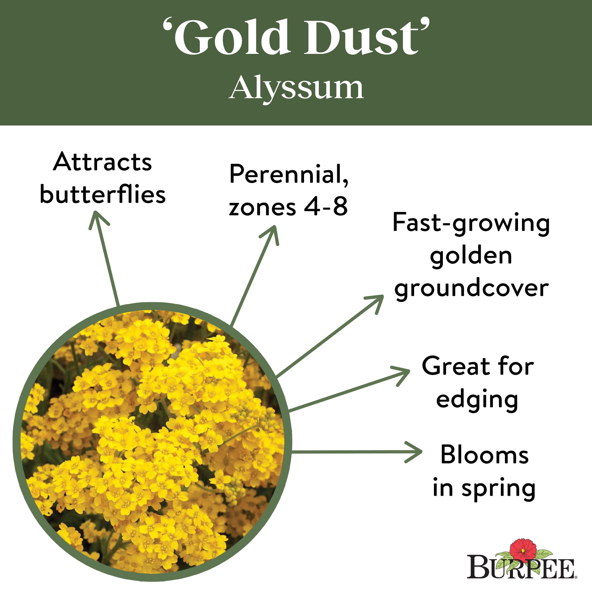 Burpee Gold Dust Alyssum Flower Seed, 1-Pack