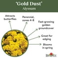 thumbnail image 4 of Burpee Gold Dust Alyssum Flower Seed, 1-Pack, 4 of 5