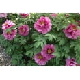 thumbnail image 2 of 10+ Seeds| Chojuraku tree peony Flower Seeds for planting in the garden- perennial plant #B050 [BUY 3 GET 1 FREE ], 2 of 5