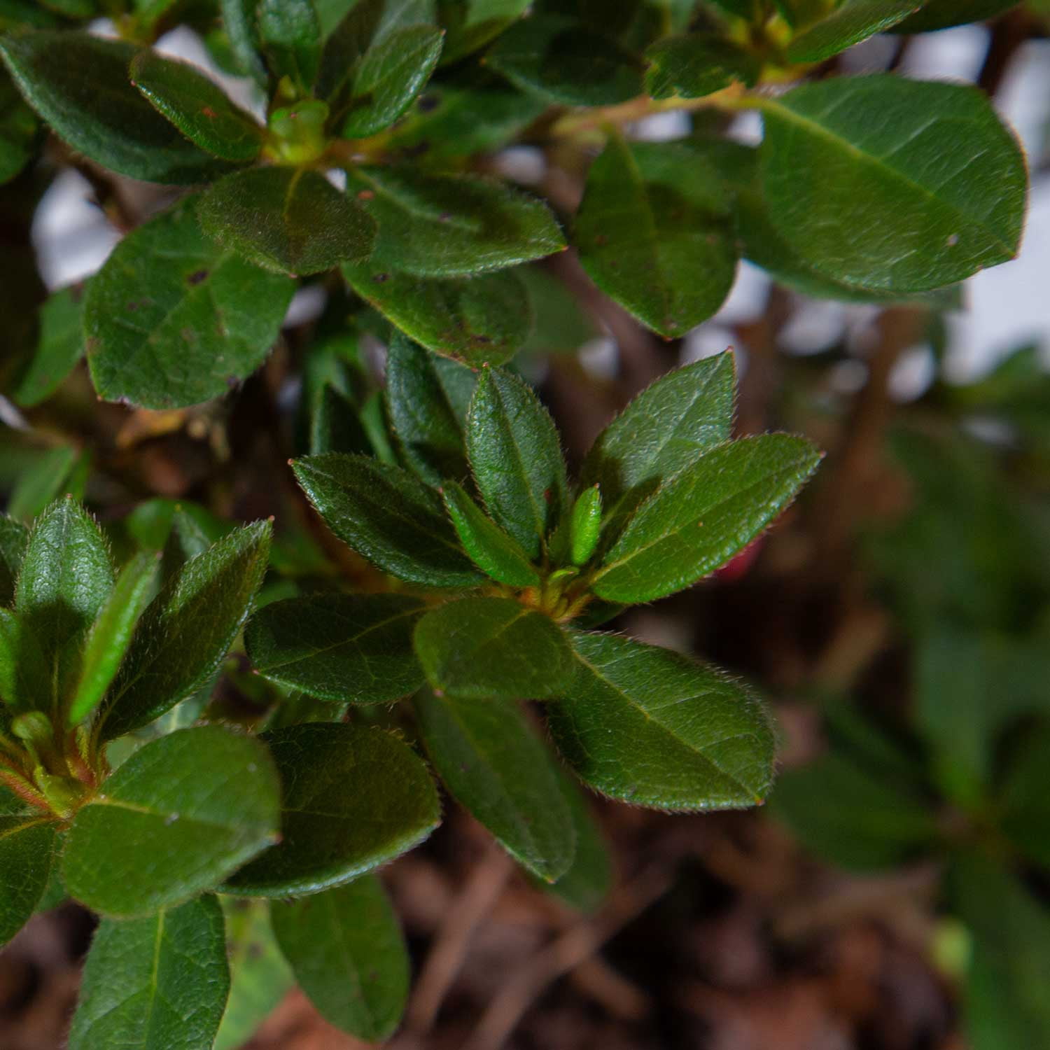 Encore Azalea Autumn Rouge Live Shrub in 2-Gallon Grower Pot