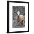 thumbnail image 1 of Wild Horse, Steens Mountains, Framed Art Print Wall Art by Ken Archer Sold by Art.Com, 1 of 5
