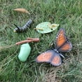 thumbnail image 1 of de modelo de de de mariposa de educativos para , juguetee biología de aprendizaje Conoscitivo, material didác A CUTICAT juguetes de crecimiento de insectos para niños, 1 of 8