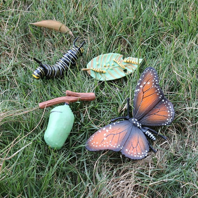 de modelo de de de mariposa de educativos para , juguetee biología de aprendizaje Conoscitivo, material didác A CUTICAT juguetes de crecimiento de insectos para niños