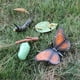 thumbnail image 3 of Modelo educativo del ciclo de los insectos y el crecimiento de las mariposas para niños, juguetes de aprendizaje de biología. A, 3 of 9