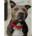 thumbnail image 3 of HSHDLDF Martingale Heavyduty Nylon Dog Collar (Medium, 1 Inch Wide, Red), 3 of 7
