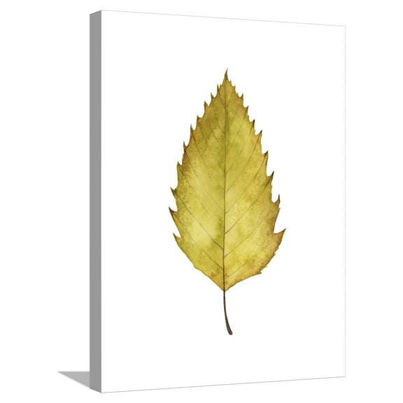 Art.com Fall Leaf Study I Stretched Canvas Print Wall Art by Grace Popp, 18" x 24"